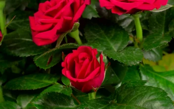 Video Stock Red Roses Opening Their Petals On A Rosebush Free