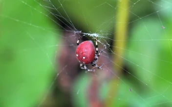 Video Stock Red Spider On A Spider Web Free