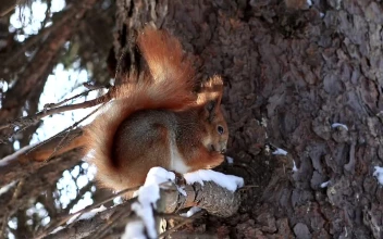 Video Stock Red Squirrel Eating In A Tree Free