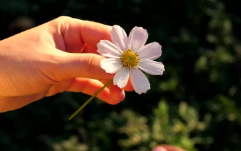 Video Stock Person Plucking Petals From A Chamomile Flower Free