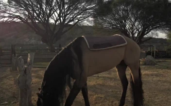 Video Stock Person Puts A Saddle On A Horse Free