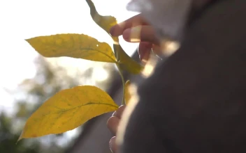 Video Stock Person Touching Yellow Leaves Free