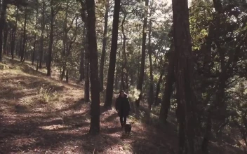 Video Stock Person Walking A Dog In The Forest Free