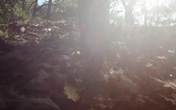 Video Stock Person Walking On Dried Leaves Of The Forest Floor Free