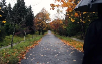 Video Stock Person Walking Through A Park On A Rainy Fall Day Free