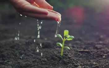 Video Stock Person Watering A Small Plant By Hand Free