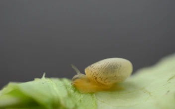 Video Stock Pet Snail Eating A Garden Leaf Free