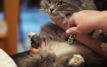 Video Stock Petting A Beautiful Cat Free