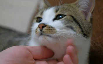 Video Stock Petting A Cute Cat Close Up Free