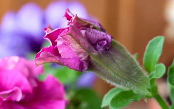 Video Stock Petunia Flower Opening In Slow Motion Free