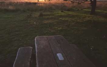 Video Stock Picnic Bench In The Woods Free