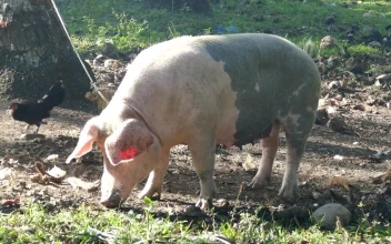 Video Stock Pig Attached With A Rope To A Tree Eats From Free
