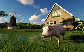 Video Stock Pig Drinking Water From A Lake On A Farm In Free