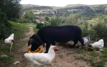 Video Stock Pig Eating Pumpkin On The Middle Of A Rural Road Free