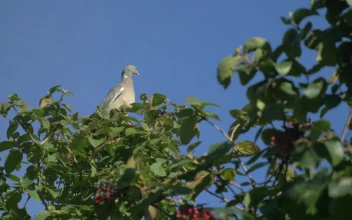 Video Stock Pigeon High Up A Tree Free