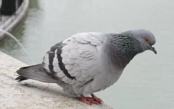Video Stock Pigeon Looking At A Fountain Free