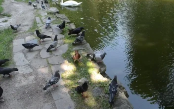 Video Stock Pigeons And Geese On The Shore Of A Lake Free