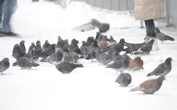 Video Stock Pigeons Being Fed In The Snow Free