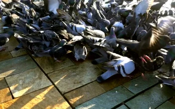 Video Stock Pigeons Eating In The Street Free