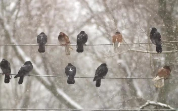 Video Stock Pigeons On Electrical Wires While Is Snowing Free