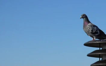 Video Stock Pigeons Sitting Together Free