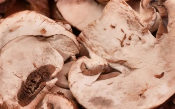 Video Stock Pile Of Sliced Mushrooms Viewed Very Closely Free