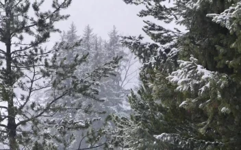 Video Stock Pine Branches In Winter Free
