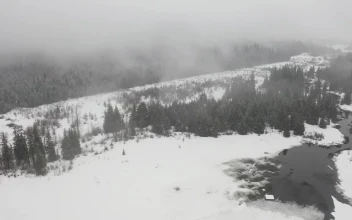 Video Stock Pine Forest Among A Snowy Plain Free