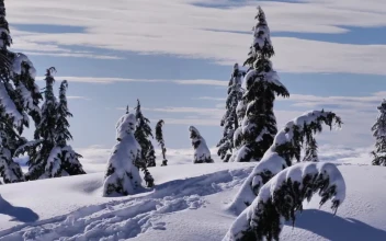Video Stock Pine Forest Covered With Snow On A Hill In Canada Free