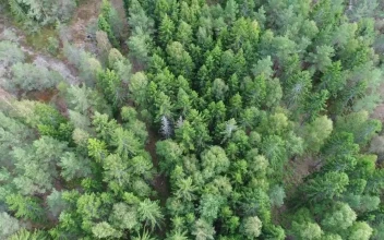 Video Stock Pine Forest From Above Free