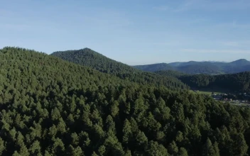 Video Stock Pine Forest On A Mountain Range Tour Aerial Shot Free