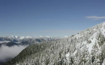 Video Stock Pine Forest On A Snowy Hill Free