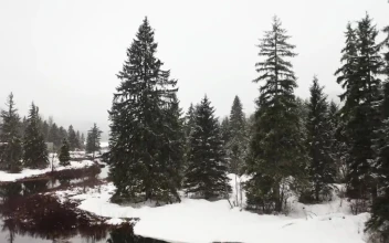 Video Stock Pine Forests And A Lake In Canada In Winter Free
