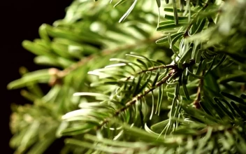 Video Stock Pine Tree Branches Rotating Free