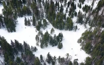 Video Stock Pine Trees Frozen With Snow Free