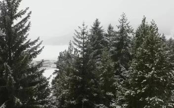 Video Stock Pine Trees In A Snowy Forest Free