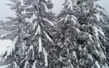 Video Stock Pine Trees In The Forest With Branches Full Of Snow Free
