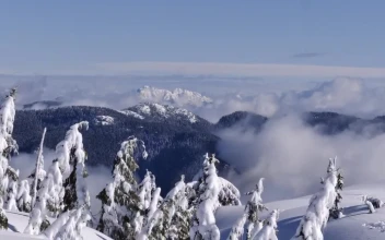 Video Stock Pine Trees Under A Heavy Layer Of Snow Free