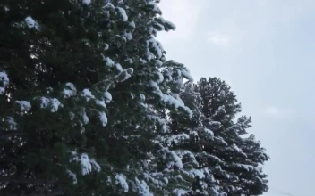 Video Stock Pine Trees With Snow On Its Branches Free