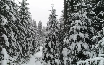 Video Stock Pine Trees With Snowflakes On Their Branches Free