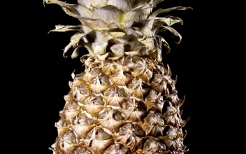 Video Stock Pineapple Fruit Rotating Free