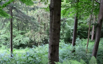 Video Stock Pines After The Rain Free