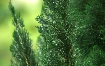 Video Stock Pines After A Spring Shower Free