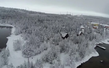 Video Stock Pines Covered In Snow Free