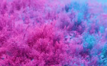 Video Stock Pink And Blue Powder Free