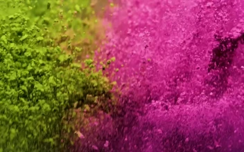 Video Stock Pink And Yellow Powder Jumping Free