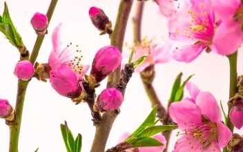 Video Stock Pink Cherry Flowers On The Branch Opening Free