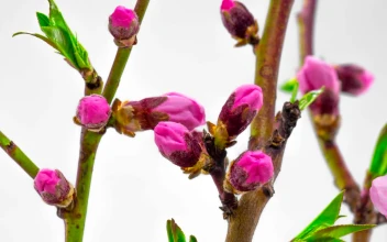 Video Stock Pink Cherry Trees Flowers Opening Free