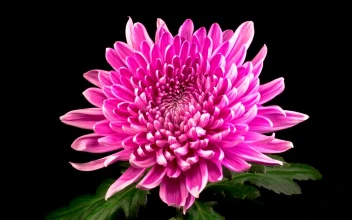 Video Stock Pink Chrysanthemum Flower Opening Free