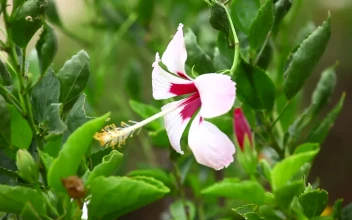 Video Stock Pink Colored Flower In The Garden Free